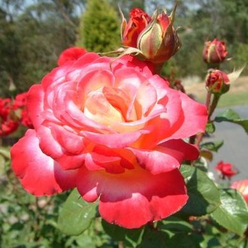 Rosa Neue Revue® - galben-roșu - Trandafir copac cu trunchi înalt - cu flori teahibrid - coroană dreaptă